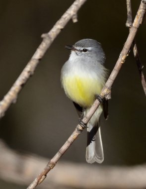 tiquitiqui bit (serpophaga subcristata), Arjantin patagonia