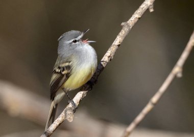 tiquitiqui bit (serpophaga subcristata), Arjantin patagonia