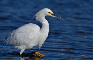 Akbalıkçıl (egretta thula), suda, Arjantin patagonisi