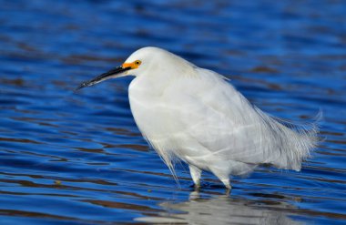 Akbalıkçıl (egretta thula), suda, Arjantin patagonisi
