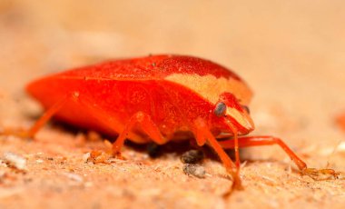 Tahta parçası üzerinde tahtakurusu, Arjantin patagonisi.