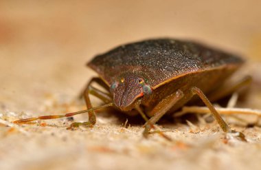Tahta parçası üzerinde tahtakurusu, Arjantin patagonisi.