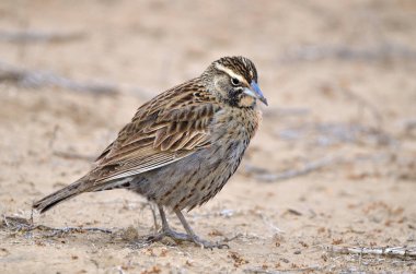 Loica (leistes loyca), Arjantin patagonya kuşu