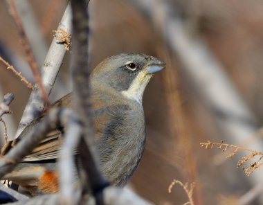 diuca (diuca diuca), Arjantin Patagonya kuşu