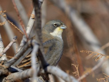 diuca (diuca diuca), Arjantin Patagonya kuşu