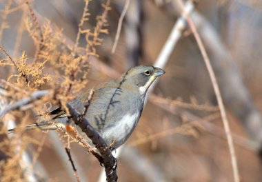 diuca (diuca diuca), Arjantin Patagonya kuşu
