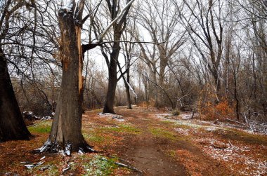 Karlı güzel kış manzarası
