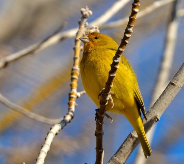 Altın siskin (sicalis flaveola), Arjantin patagonya kuşu