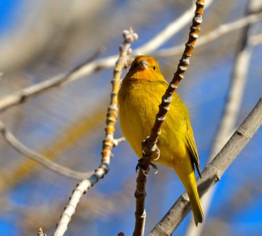 Altın siskin (sicalis flaveola), Arjantin patagonya kuşu