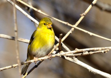 Güney siyah başlığı (spinus barbatus), Arjantin patagonisi