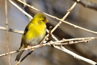 Güney siyah başlığı (spinus barbatus), Arjantin patagonisi