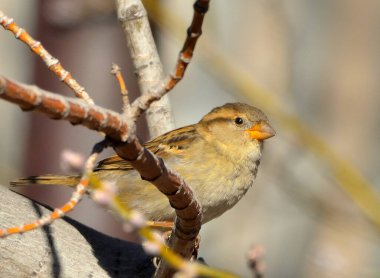 Dişi serçe, bir ağaca konmuştur..