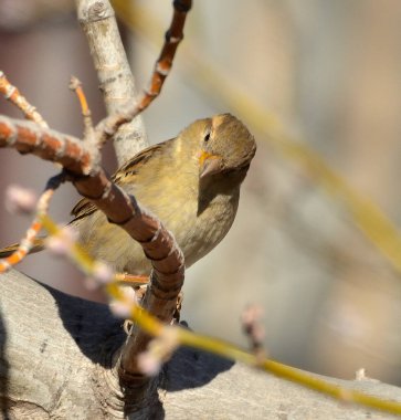 Dişi serçe, bir ağaca konmuştur..