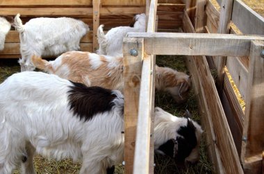 Çiftlikteki beyaz keçi