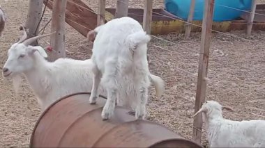 Çiftlikteki keçiler