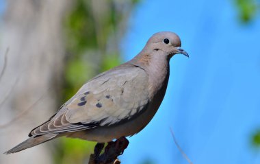 güvercin torcaza (zenaida auriculata), Arjantin patagonisi