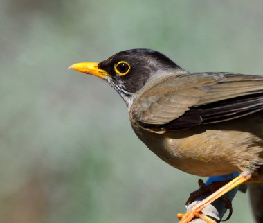 patagonya ardıç kuşu (turdus falklandii), Arjantin patagonisi