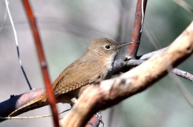 Ratona (troglodit aedon), Arjantin patagonisi