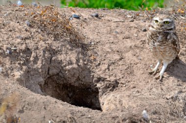 little owl (athene cunicularia) in its cave