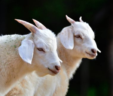 Tarlada bir keçinin yakın çekimi.