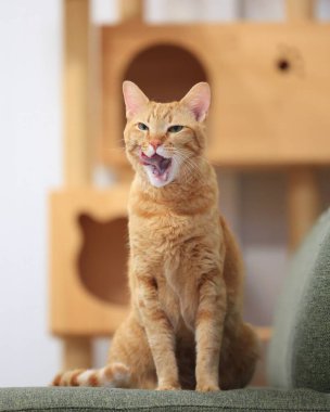 Cute orange domestic cat standing, lying, playing, sleeping and yawning with cute face at home  clipart