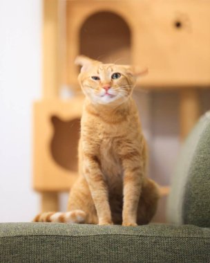 Cute orange house cat standing and shaking his head at home with cute face with his house background  clipart