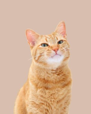 Cute orange domestic cat standing and lying at home with pretty face and green eyes looking around with light background  clipart