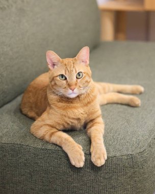 Cute orange domestic cat standing and lying at home with pretty face and green eyes looking around with light background  clipart