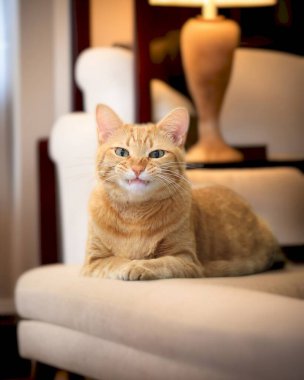 Cute orange domestic cat standing and lying at home with pretty face and green eyes looking around with light background  clipart