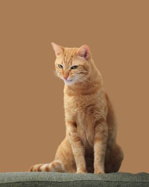 Cute orange domestic cat standing and lying at home with pretty face and green eyes looking around with light background  clipart