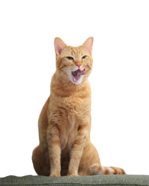 Cute orange domestic cat standing and lying at home with pretty face and green eyes looking around with light background  clipart