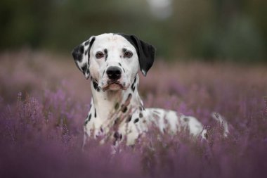 Yumuşak siyah beyaz kürklü şirin Dalmaçyalı köpek doğaya, manzaraya ve yeşilliğe bakıyor. 