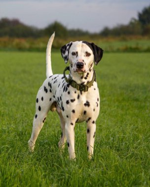 Yumuşak siyah beyaz kürklü şirin Dalmaçyalı köpek doğaya, manzaraya ve yeşilliğe bakıyor. 