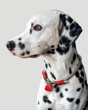 Yumuşak siyah ve beyaz benekli tüylü tatlı Dalmaçyalı köpek. Hafif arka planda yalnız kalmış Dalmaçyalı köpek. 