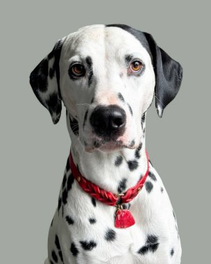 Yumuşak siyah ve beyaz benekli tüylü tatlı Dalmaçyalı köpek. Hafif arka planda yalnız kalmış Dalmaçyalı köpek. 