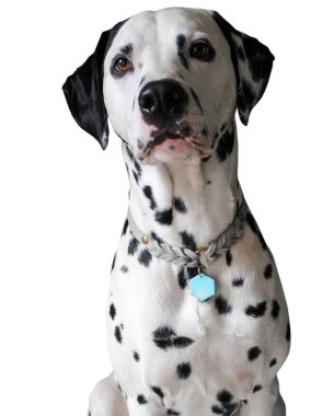 Yumuşak siyah ve beyaz benekli tüylü tatlı Dalmaçyalı köpek. Hafif arka planda yalnız kalmış Dalmaçyalı köpek. 