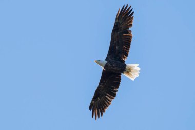 Etkileyici kanat açıklığıyla göz kamaştırıcı bir kartal görkemli bir mavi gökyüzünde süzülür, özgürlüğü somutlaştırır.