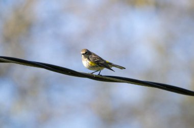 A small, delicate bird stands gracefully on a thin wire, contrasting wonderfully with a softly blurred blue backdrop clipart