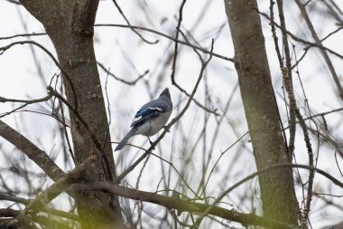 Güzel bir mavi karga kuşu, açık havada bulutlu bir günde ağaçların dallarında huzur içinde dinleniyor.