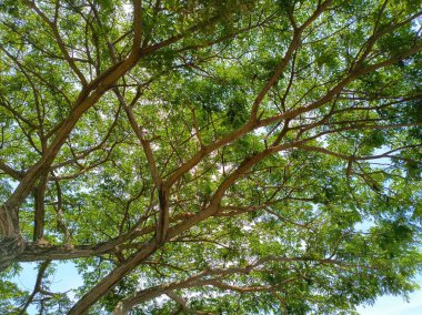 Kalın dalları ve yaprakları olan büyük bir ağaç. Büyük gölgeli bir ağaç.