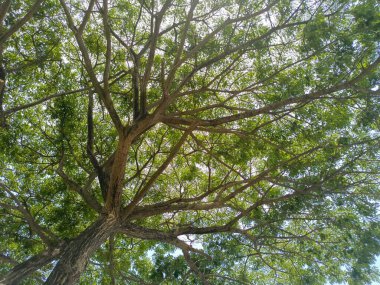 Kalın dalları ve yaprakları olan büyük bir ağaç. Büyük gölgeli bir ağaç.