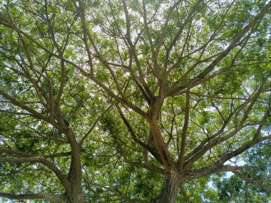 Kalın dalları ve yaprakları olan büyük bir ağaç. Büyük gölgeli bir ağaç.