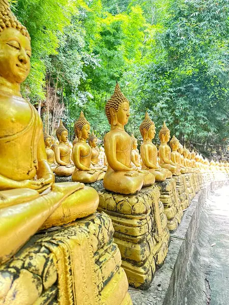 Meditasyondaki sayısız altın Buda heykeli Laos 'taki sakin bir orman tapınağı içinde güzel bir şekilde hizalanarak bağlılık ve dinginliği yansıtan bir barış düzeni ve maneviyat hissi yaratıyor.