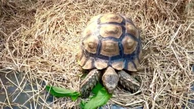 Sulcata kaplumbağası huzurlu bir anda yumuşak saman üzerinde taze yeşil yapraklar yiyor doğal ve sakinleştirici titreşimler, hayvansal makaleler, sosyal medya paylaşımları ya da doğa temalı içerik paylaşımları için uygun toprak altyapısını çağrıştırıyor.