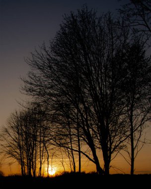 Ağaçların arasından gün batımının görüntüsü