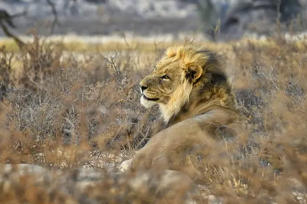 Kgalagadi 'de siyah yeleli Kalahari aslanı. Kalahari, Kgalagadi Sınır Aşan Parkı, Güney Afrika