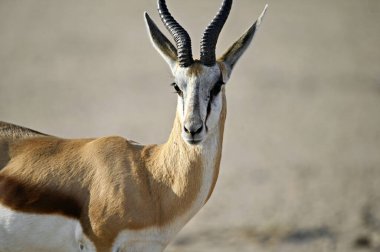 Kafaya yakın çekim erkek yay balığı.