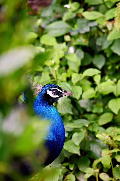 Ormandaki tavus kuşu. 