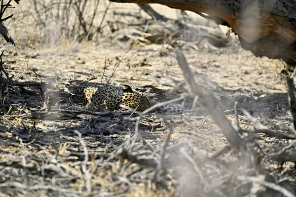 Leopar başarılı bir avdan sonra gölgede dinlenir. İyi kamuflaj.