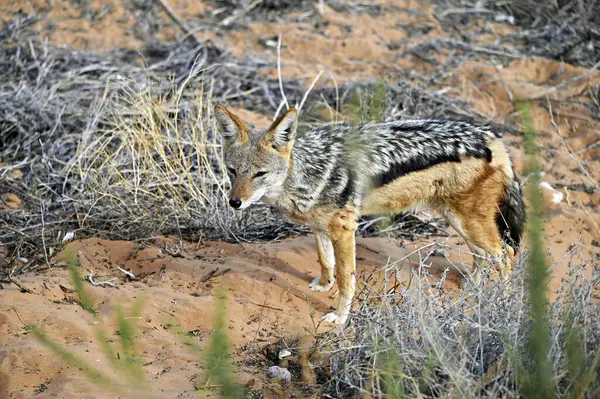 Vahşi doğada siyah bir çakal. Kalahari, Kgalagadi Sınır Aşan Parkı, Güney Afrika